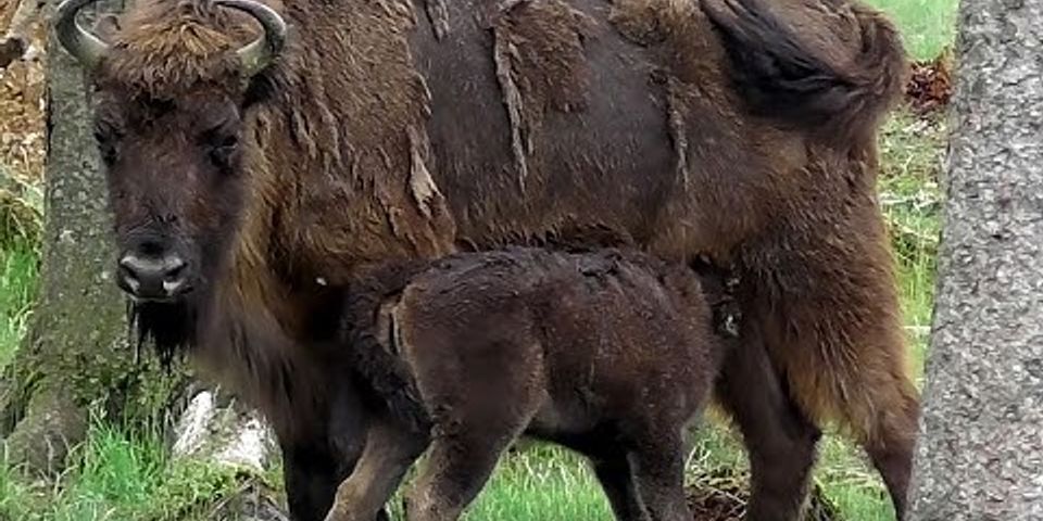 Ein bison hat im vergleich zum gewöhnlichen hausrind