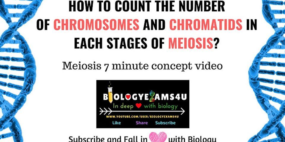 How many cell divisions occur during meiosis?