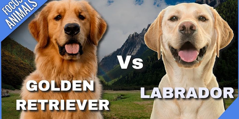 Labrador golden retriever vergleich