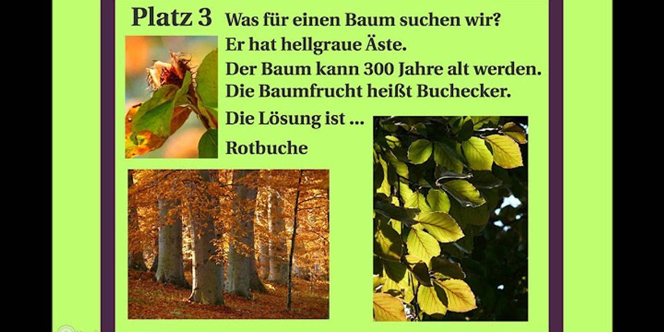 Was sind die fünf häufigsten Baumarten in Deutschland?