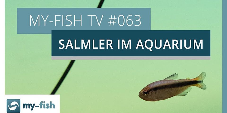 Welche fische passen zu salmler