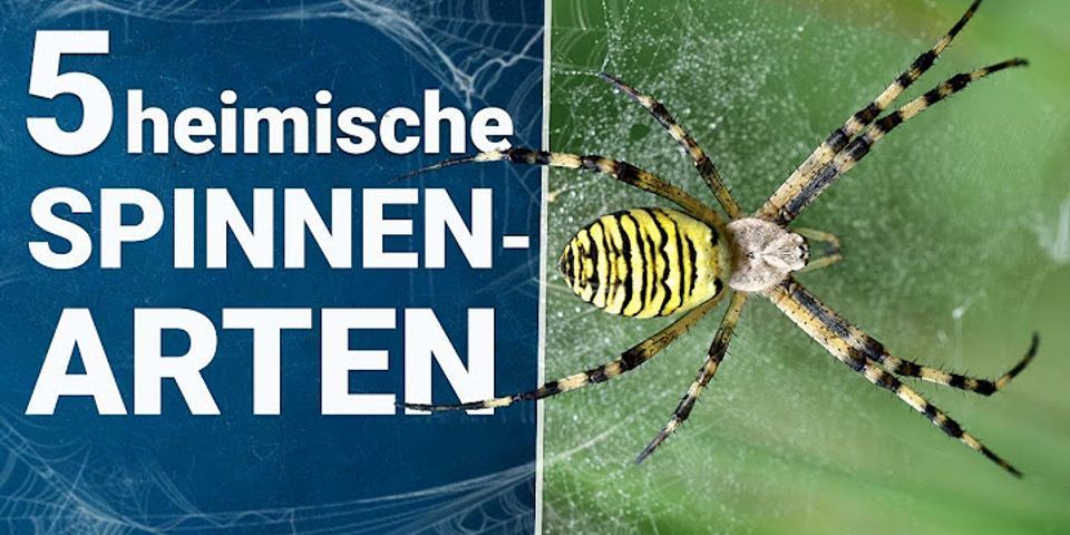 Welche Spinnen gibt es in Deutschland im Haus?