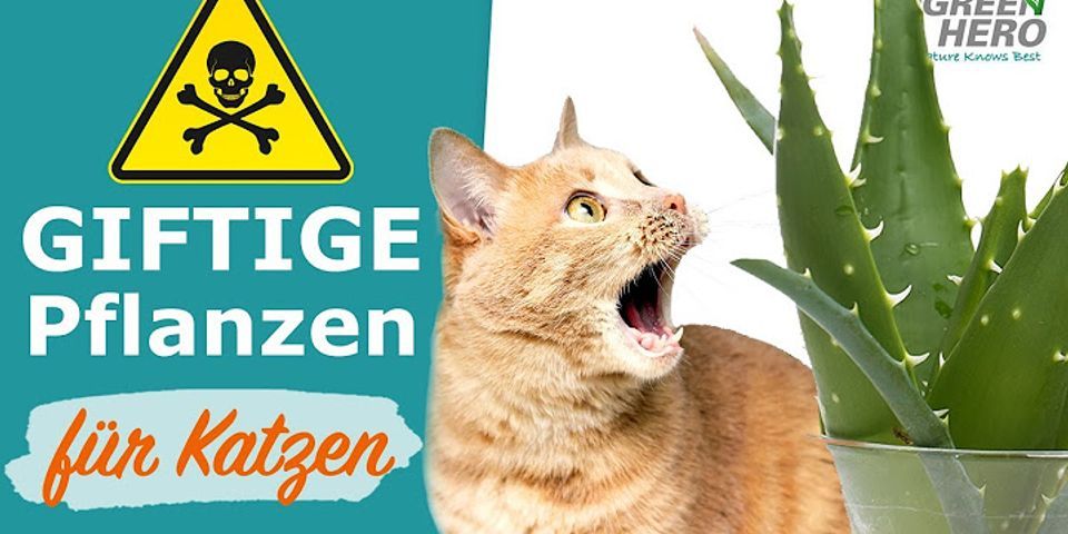Welche zimmerpflanzen sind nicht giftig für katzen