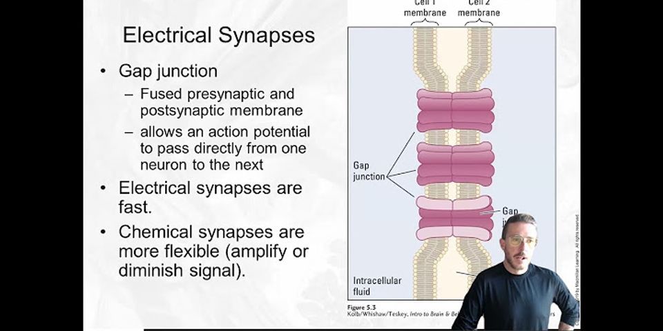 an action potential arriving at the presynaptic terminal causes what to occur