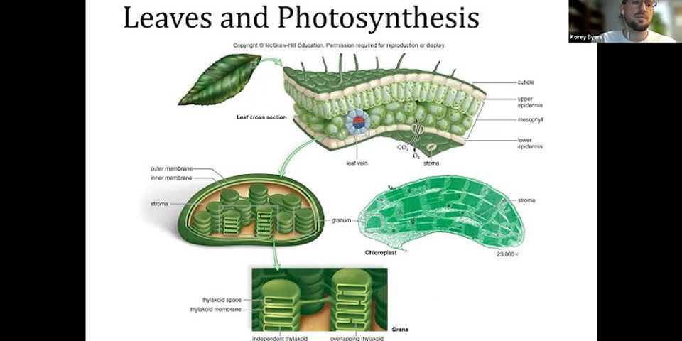 Which answer choice best describes the benefit to early photosynthetic organisms gained by having two different photosystems in one cell?