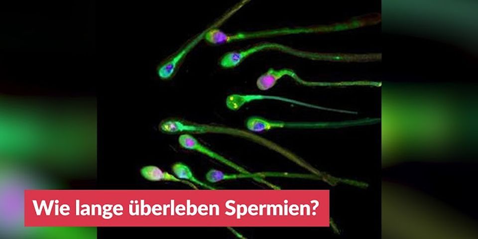 Wie überleben Spermien im Körper der Frau?