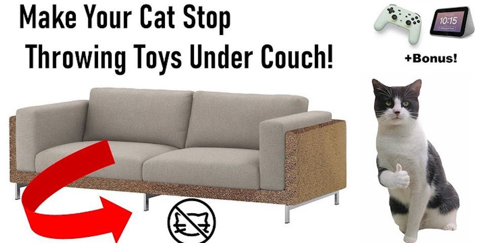 Wie kann ich meine Katze von der Couch fernhalten?