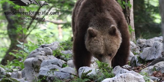 Wo gibt es bären in slowenien