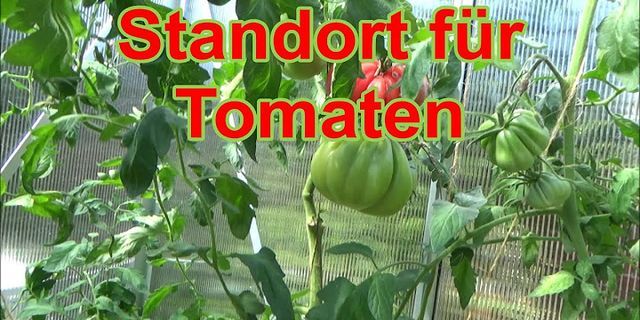 Wo stehen tomaten am besten